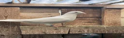 Pigeons birds for sale: WHITE RACING PIGEON  - Advert 10