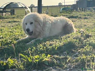 Maremma Sheepdog dogs 2 year old maremma bitch - Advert 1