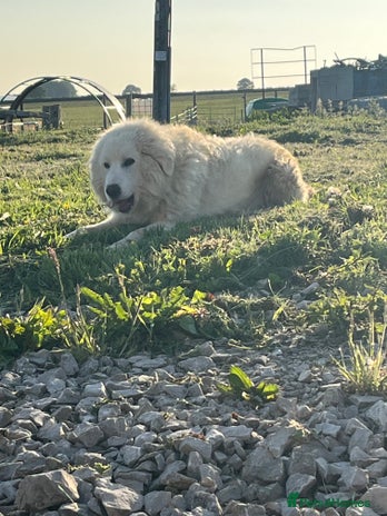 Maremma Sheepdog dogs - Advert 1