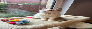 Ragdoll Kitten 1