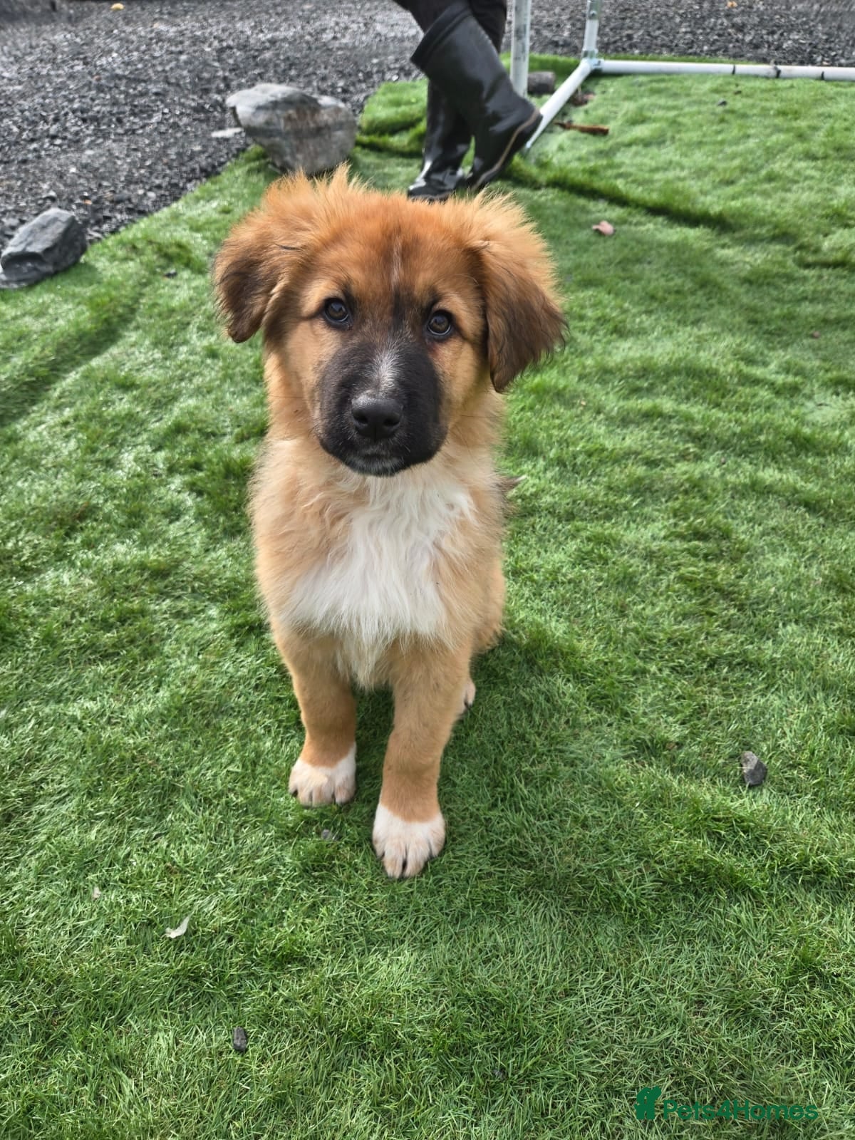 Mixed Breed dogs Highland Shepherd Puppies!!! - Advert 3