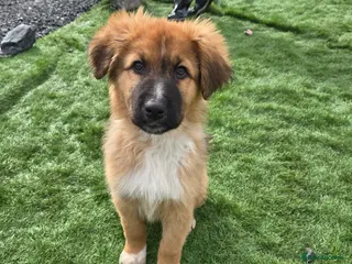 Mixed Breed dogs Highland Shepherd Puppies!!! - Advert 3