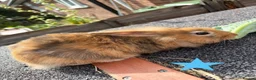 Mixed Breed rabbits for sale: mixed breed lionhead/netherland dwarf bunnies  - Advert 7