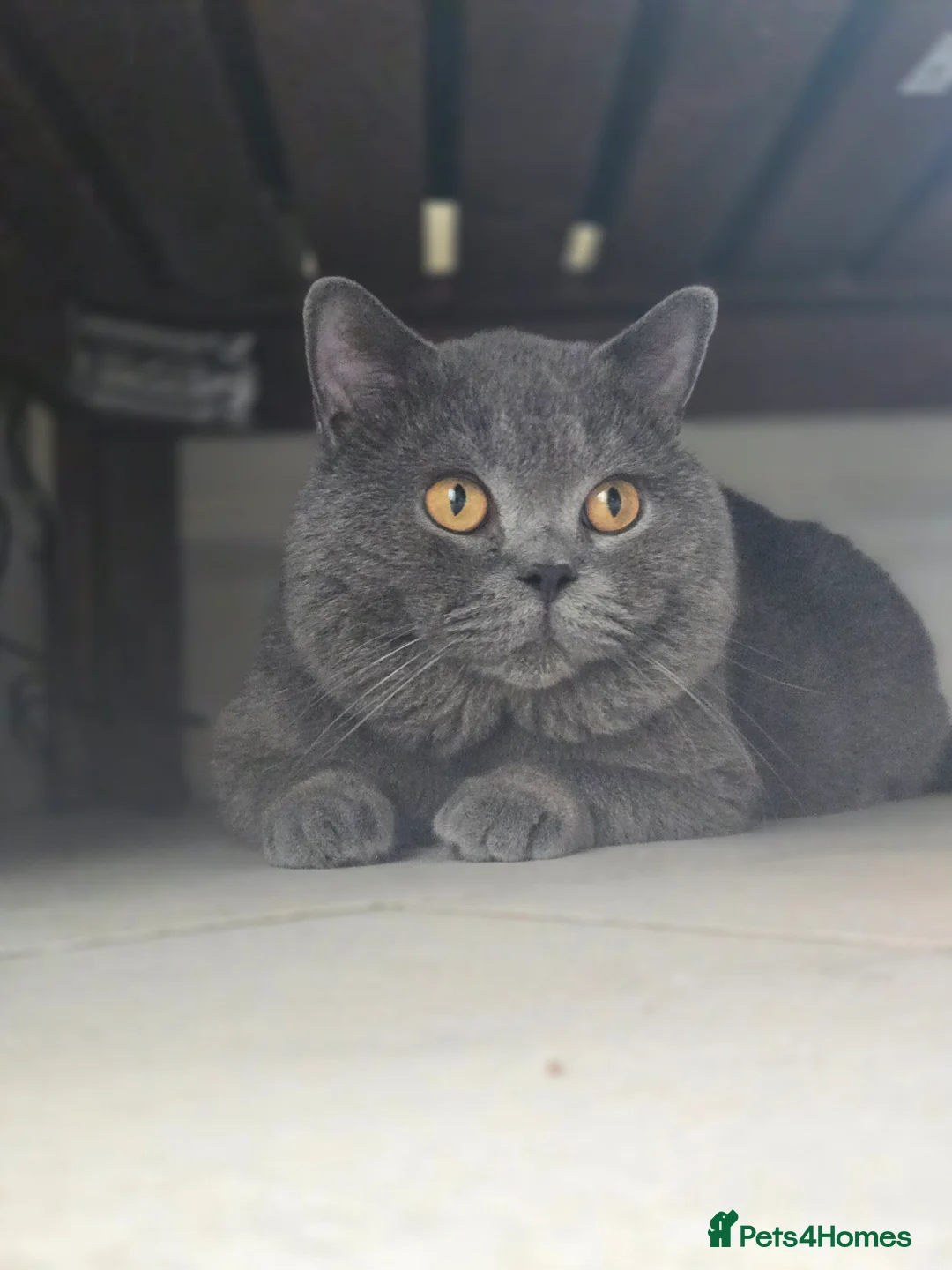 British Shorthair cats for sale: Beautiful Chonky British shorthair gccf registered - Advert 3
