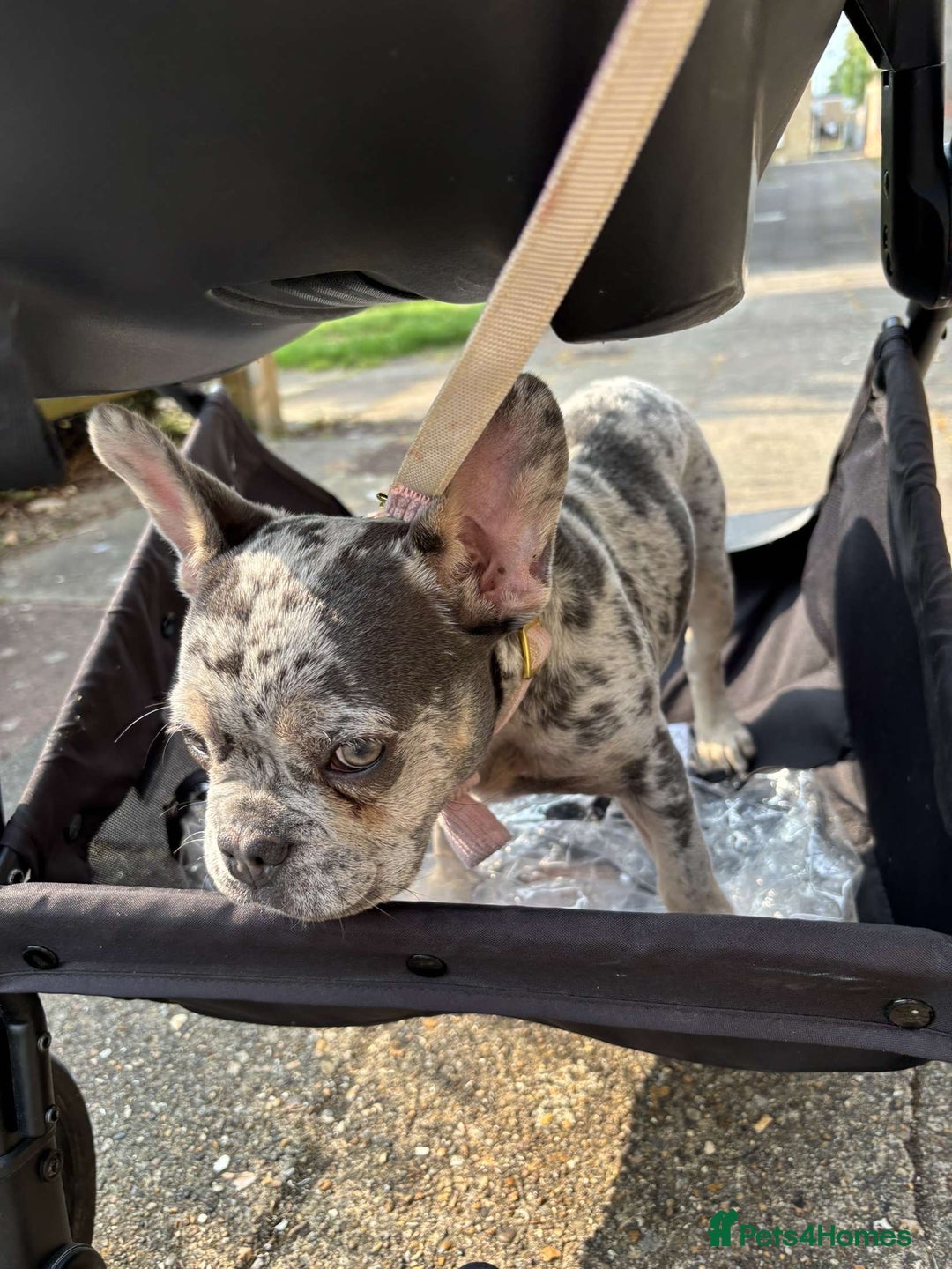 French Bulldog dogs for sale: French bulldog  - Image 4