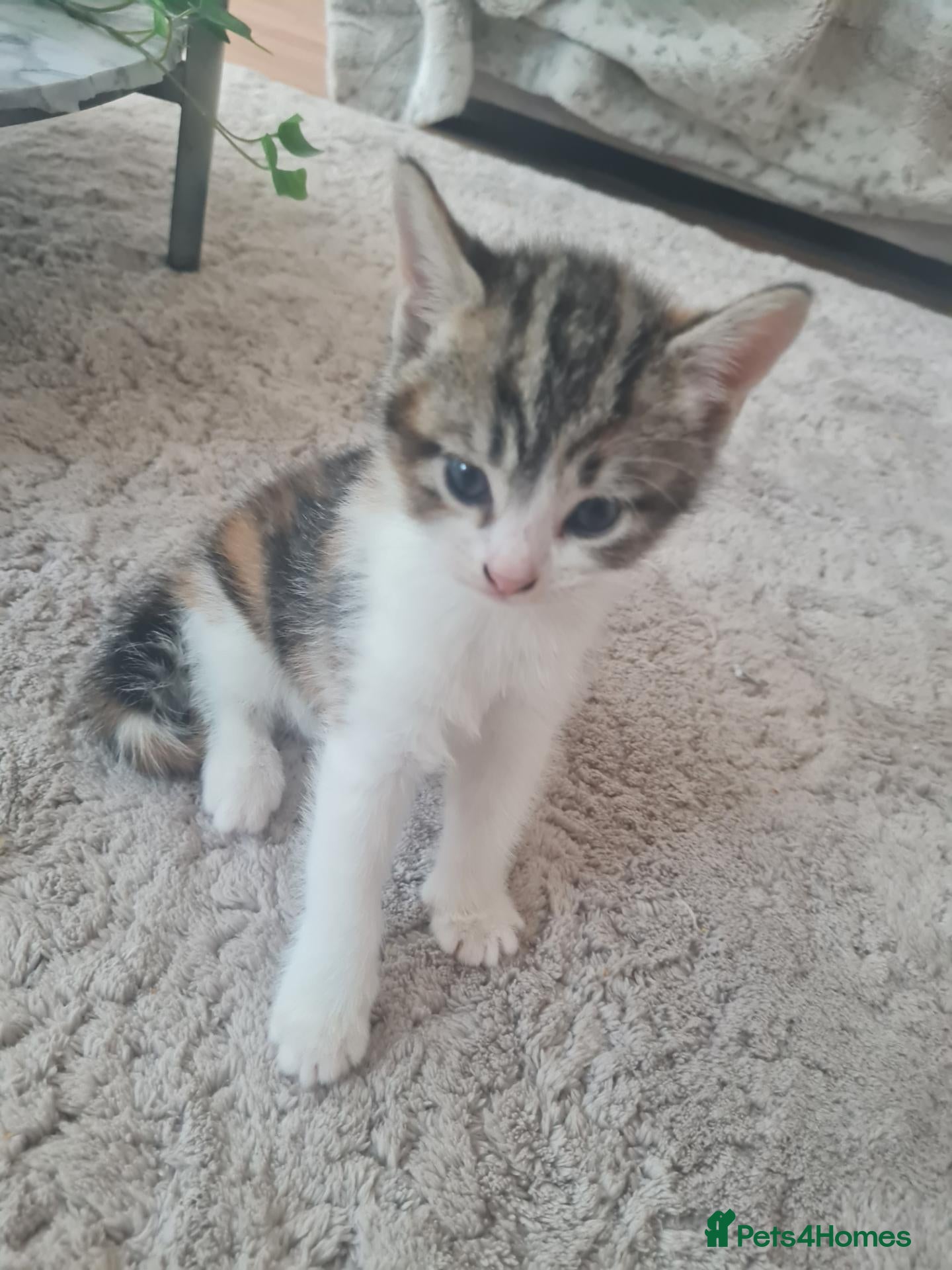 Mixed Breed cats Beautiful kittens - Advert 21