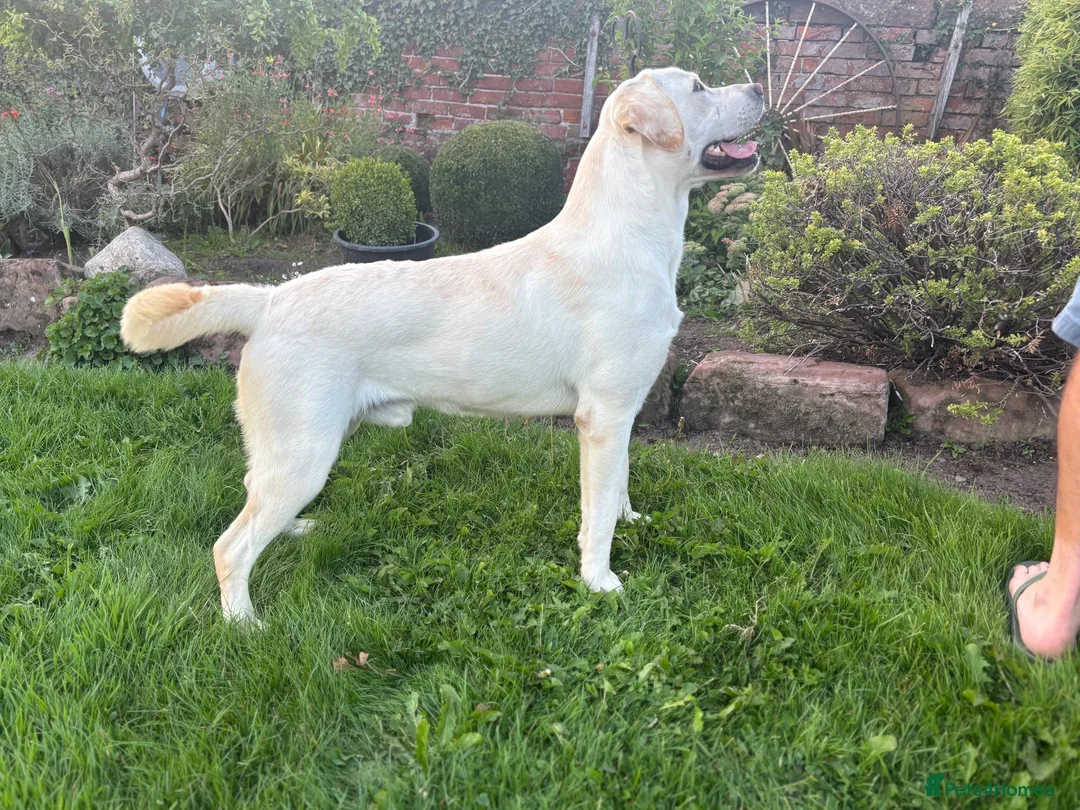 Labrador Retriever dogs for stud: Mossland Missing Link  - Advert 2