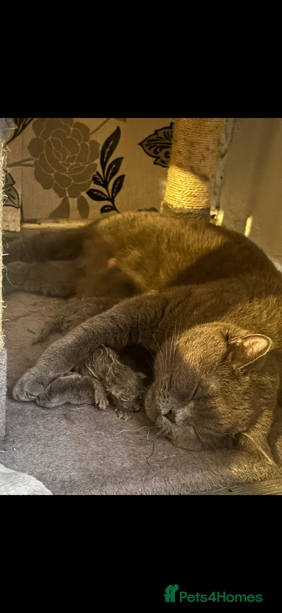 British Shorthair cats for sale: British Shorthair Male Kitten for Sale 🐾 - Advert 2