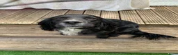 Sprocker dogs for sale: Rehome  - Advert 3