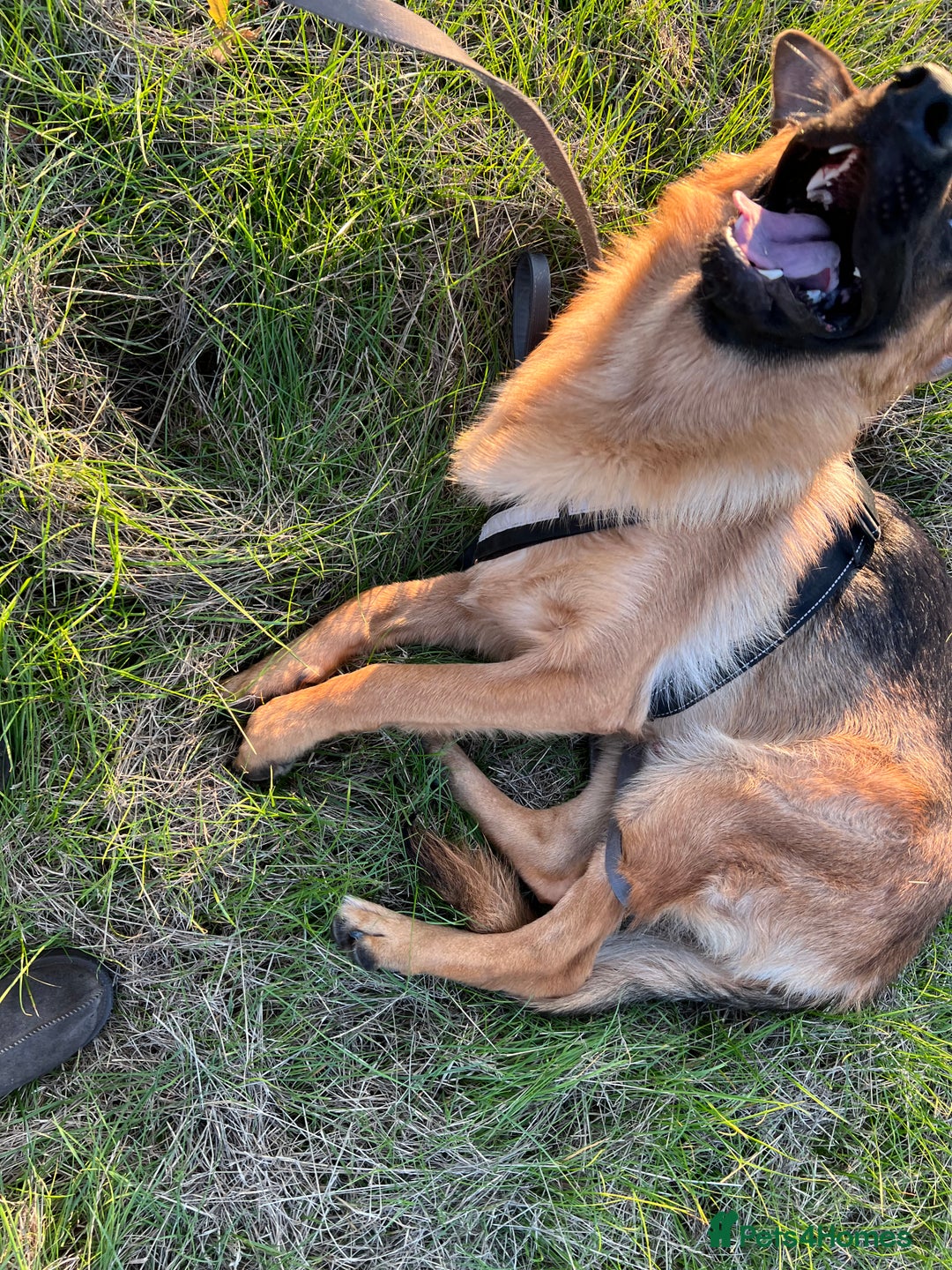 German Shepherd dogs for sale: Beautiful 1 Year Old German Shepherd For Sale - Image 6