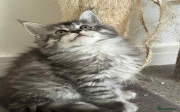 Maine Coon cats for sale: Stunning Mainecoon Kittens - Image 3