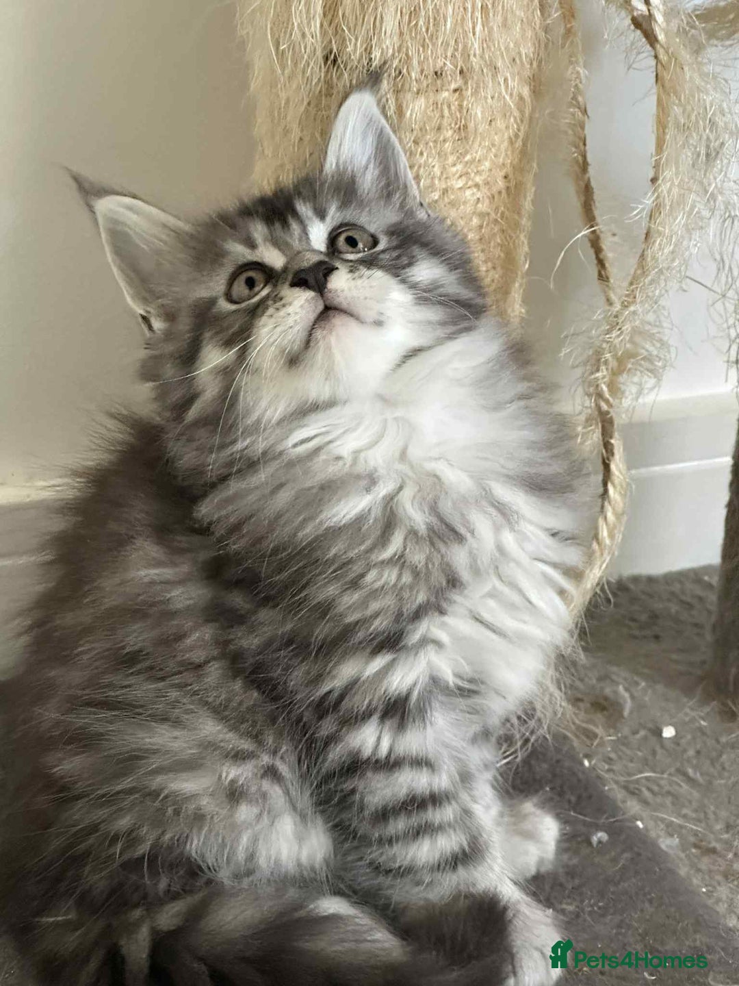 Maine Coon cats for sale: Stunning Mainecoon Kittens - Image 3
