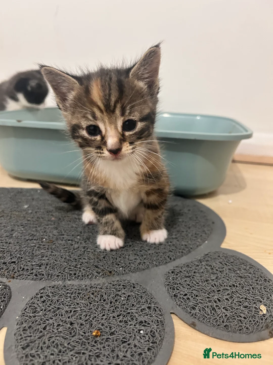 Mixed Breed cats for sale: One kitten left - Advert 6