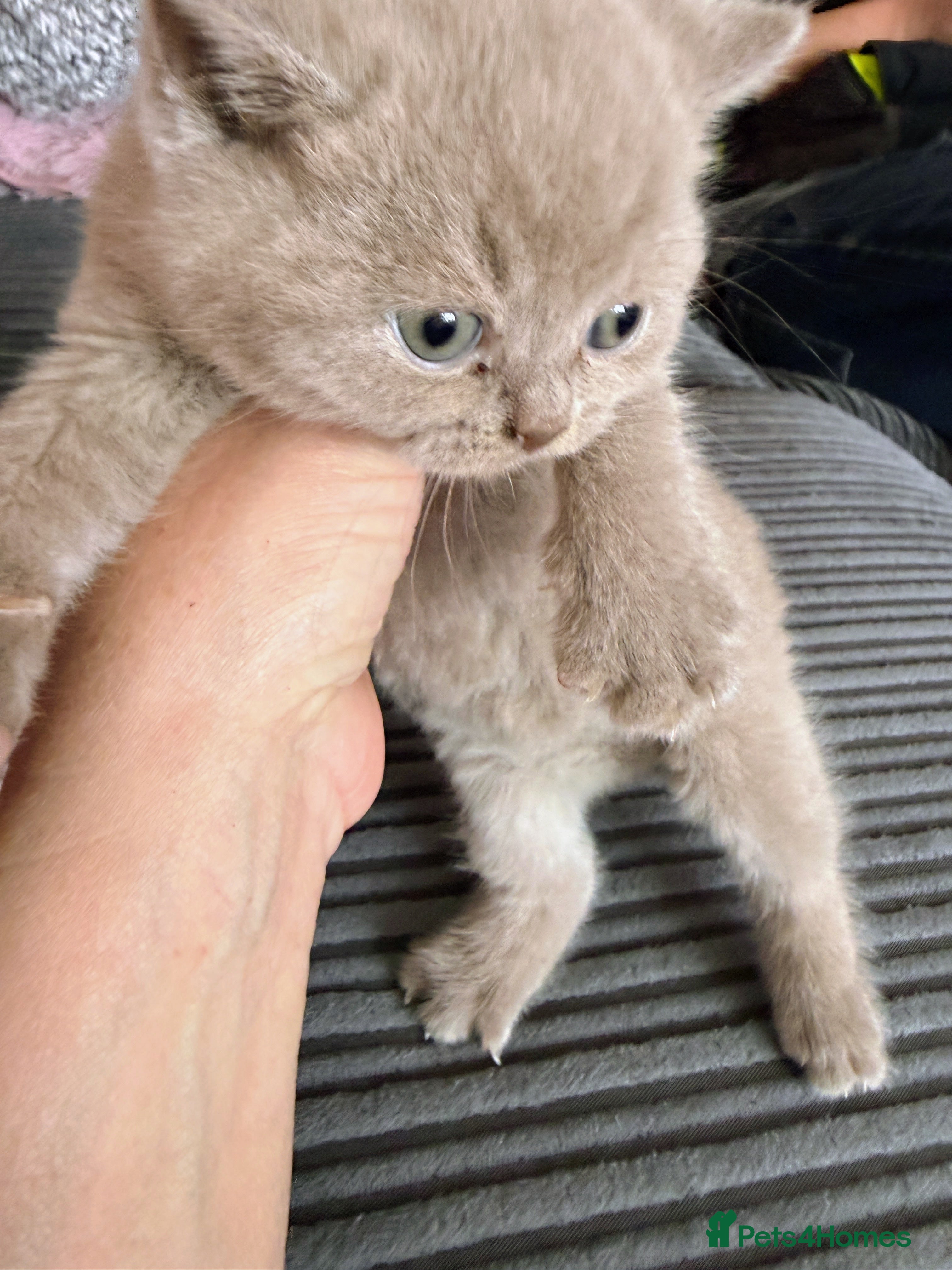 British Shorthair cats Pedigree TICA  BSH blue & lilic kittens  - Advert 2