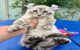 Savannah cats for sale: Breath taking rare girl - Image 20