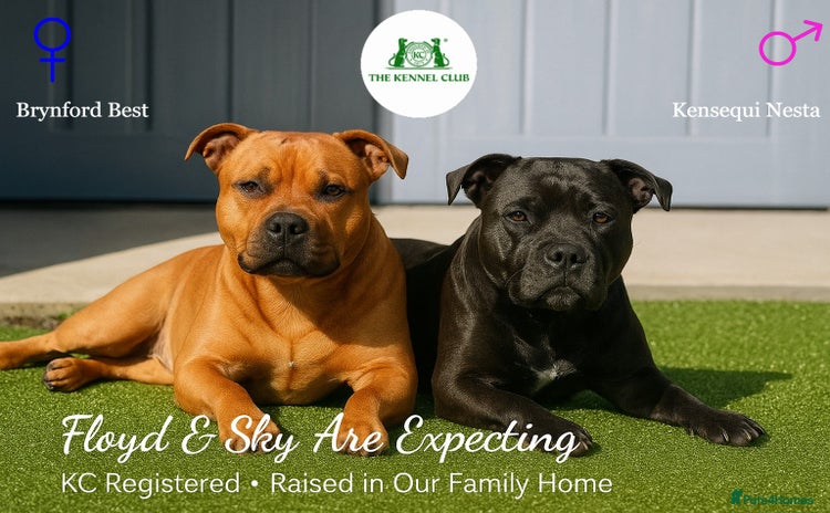 Staffordshire Bull Terrier dogs - Advert 1