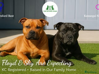 Staffordshire Bull Terrier dogs - Advert 25