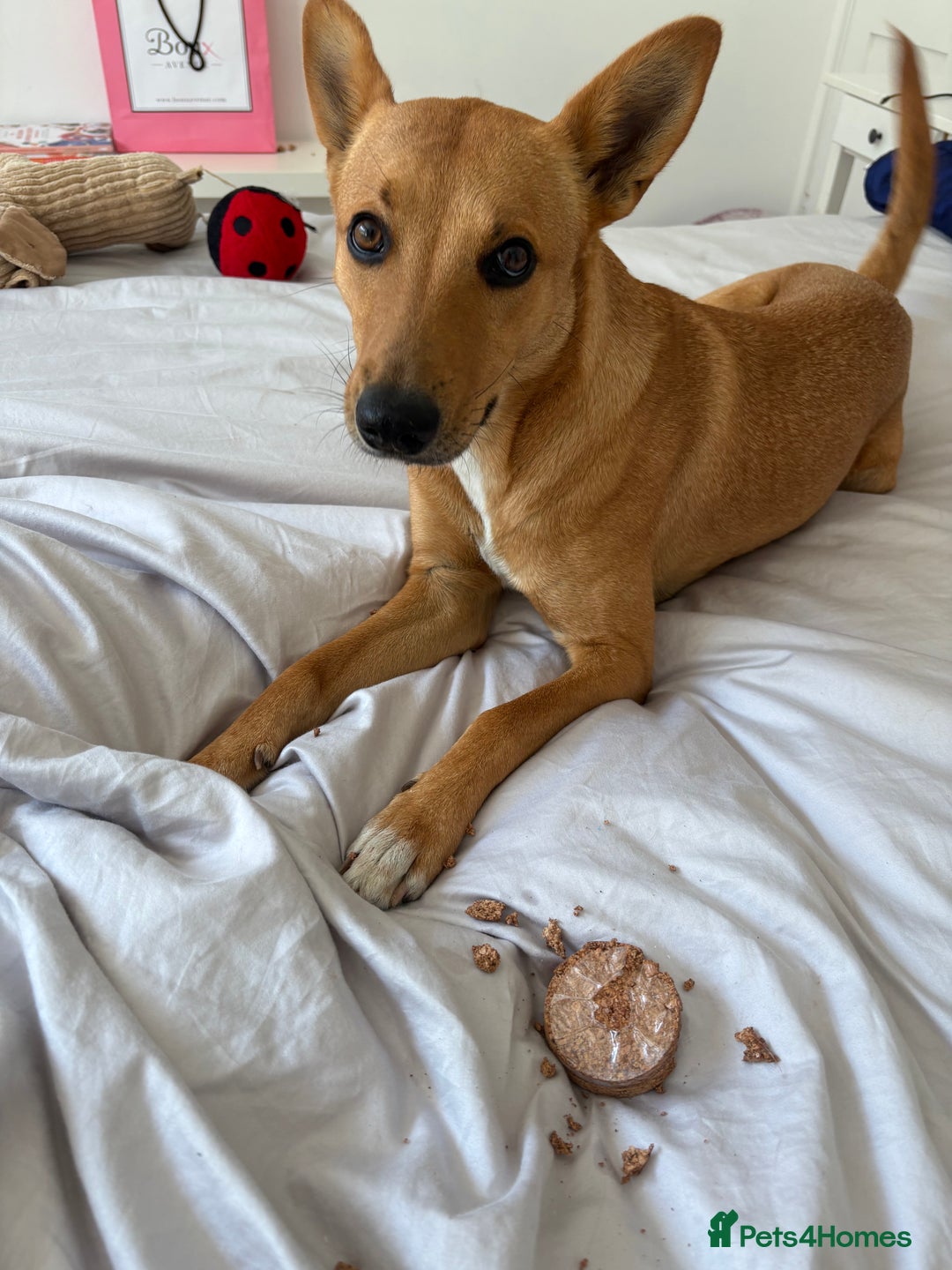 Mixed Breed dogs for sale: FREE DOG - Advert 2