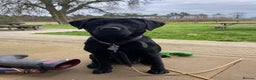 Labrador Retriever dogs for sale: Labrador puppies for sale (black and chocolate)  - Advert 1