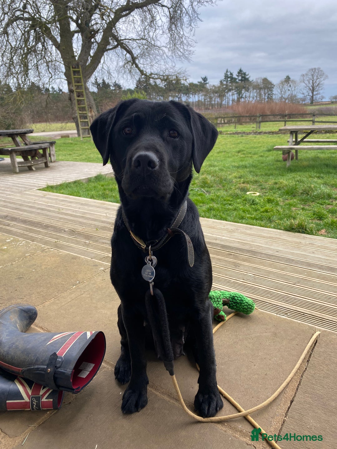Labrador Retriever dogs for sale: Labrador puppies for sale (black and chocolate)  - Advert 1