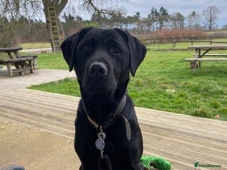 Labrador Retriever dogs Labrador puppies for sale (black and chocolate) - Advert 1