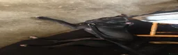 Greyhound dogs for sale: Bull grayhound  in Maryport - Advert 2