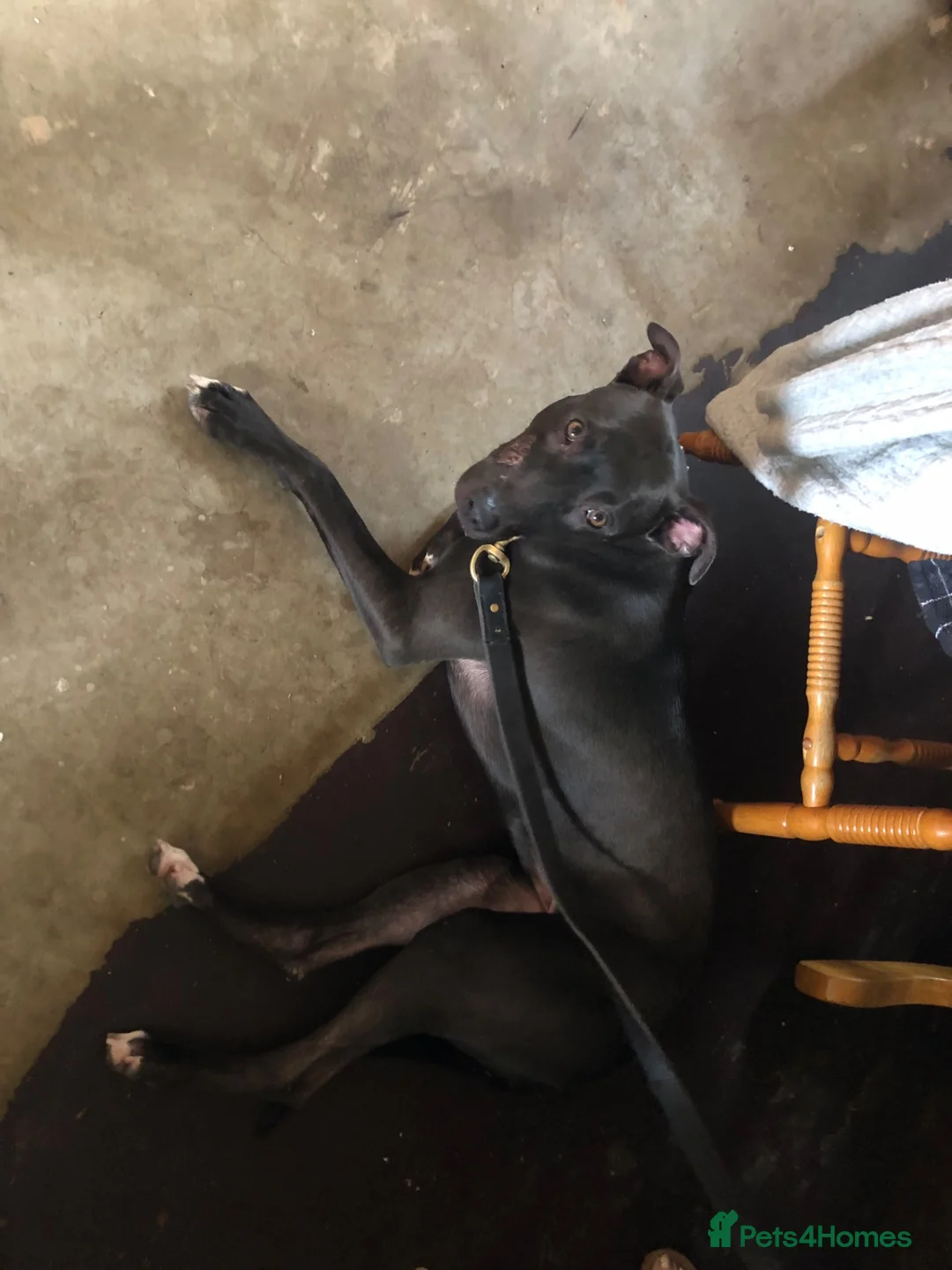 Greyhound dogs for sale: Bull grayhound  in Maryport - Advert 2