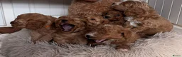 Cavapoo dogs for sale: F1 Cavapoo puppies-extensively health tested  - Advert 2