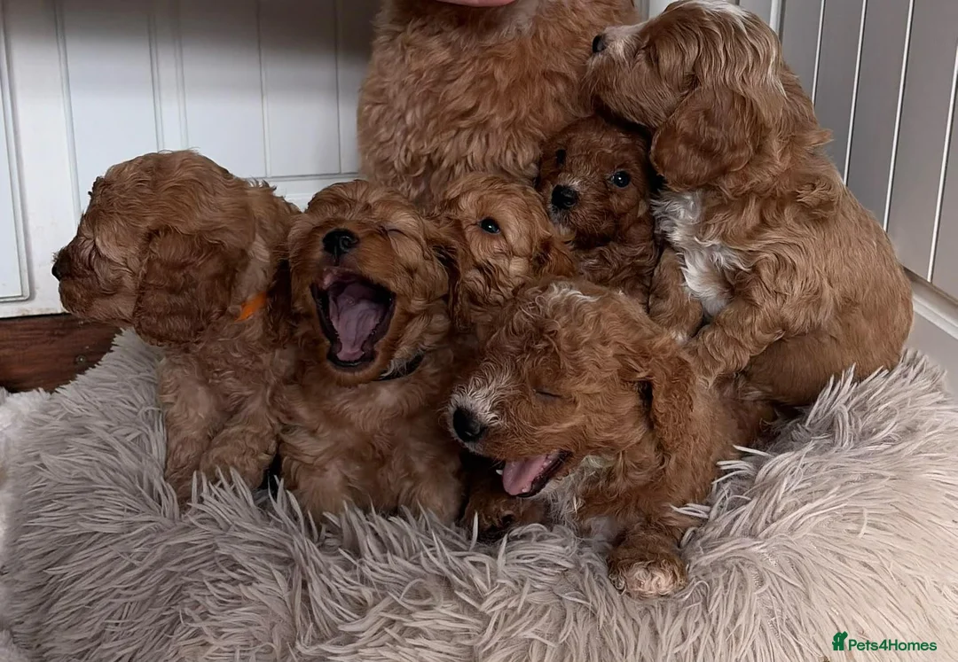 Cavapoo dogs for sale: F1 Cavapoo puppies-extensively health tested  - Advert 2