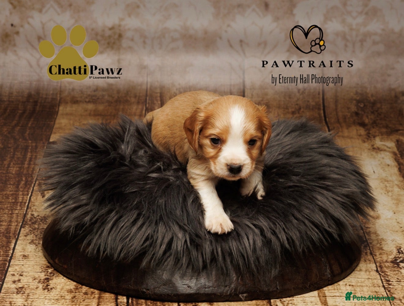 Cocker Spaniel dogs  cocker spaniels,  2 boy pups left  - Advert 3