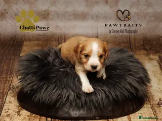 Cocker Spaniel dogs cocker spaniels, 2 boy pups left - Advert 3