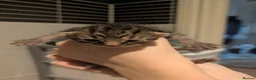 British Shorthair cats for sale: Litter of Seven 💙🤍 - Advert 7