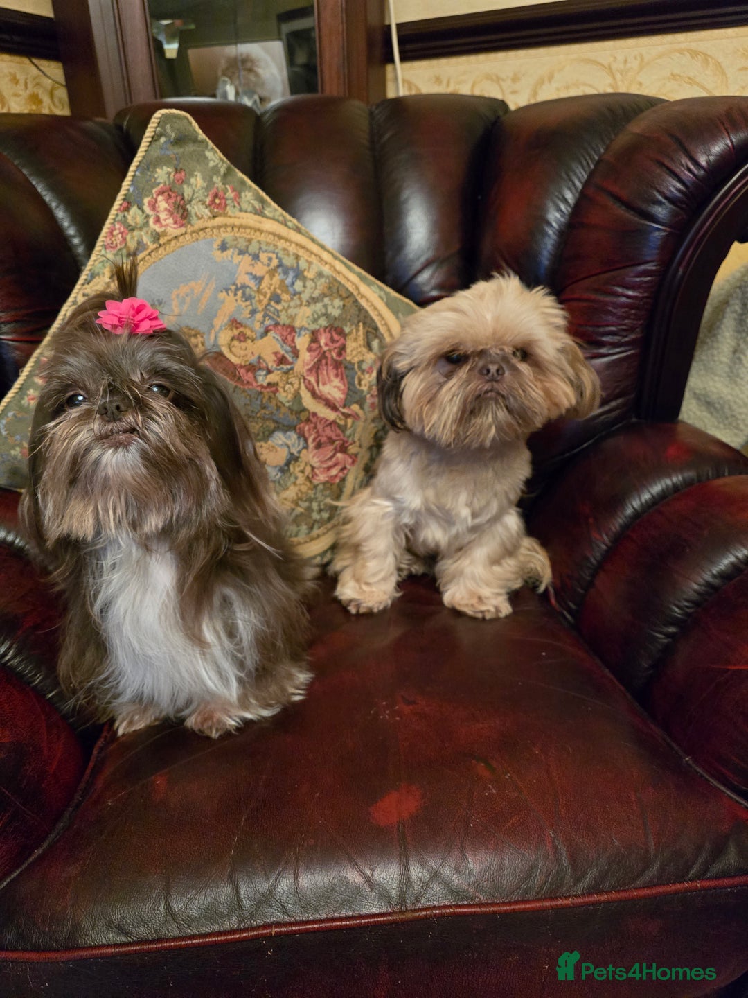 Shih Tzu dogs for sale: Stunning shih tzu - Advert 14