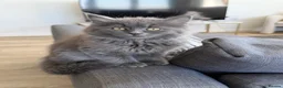 Mixed Breed cats for sale: Beautiful Blue Female Scottish Fold in Staines - Advert 1