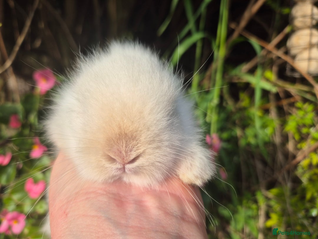 Angora rabbits for sale: Teddydwerg babies 💓💙 - Image 9