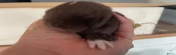 Mini Lop rabbits for sale: Mini lops does ready to reserve  - Advert 8