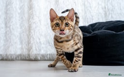 Bengal cats for sale: Stunning Bengal Girl- Top TICA pedigree- Ready NOW - Advert 28