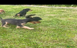 Cocker Spaniel dogs for sale: Show Cocker Spaniel   in London - Image 7