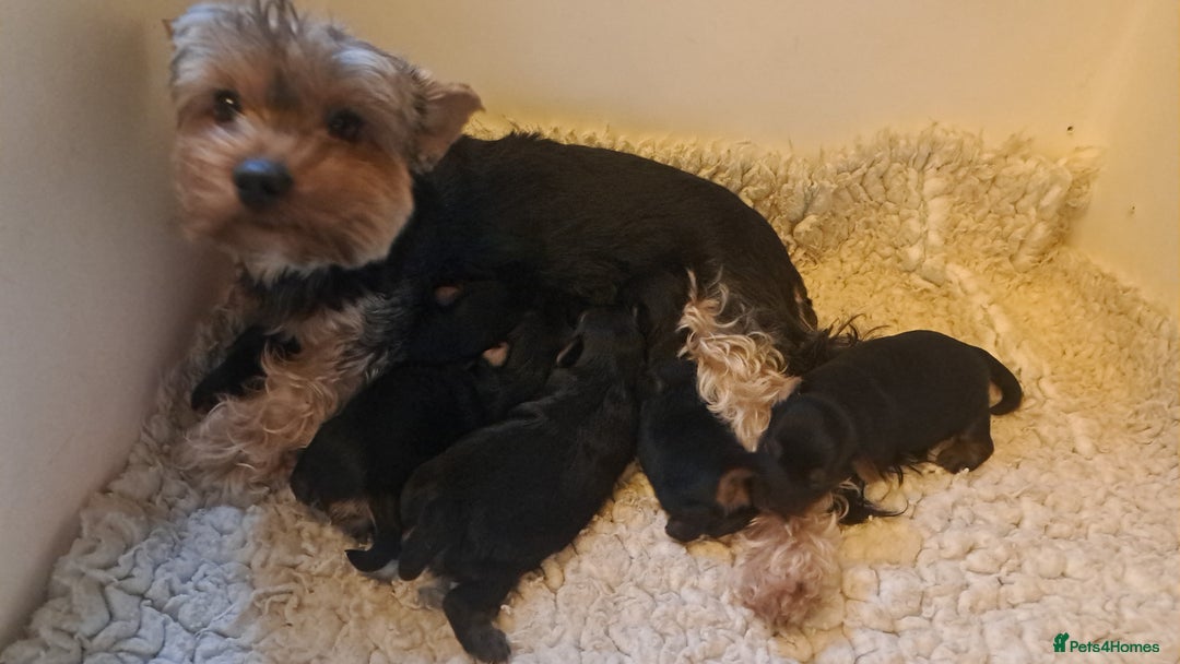 Yorkshire Terrier dogs for sale: Pedigree Yorkshire terrier puppy's  - Advert 5