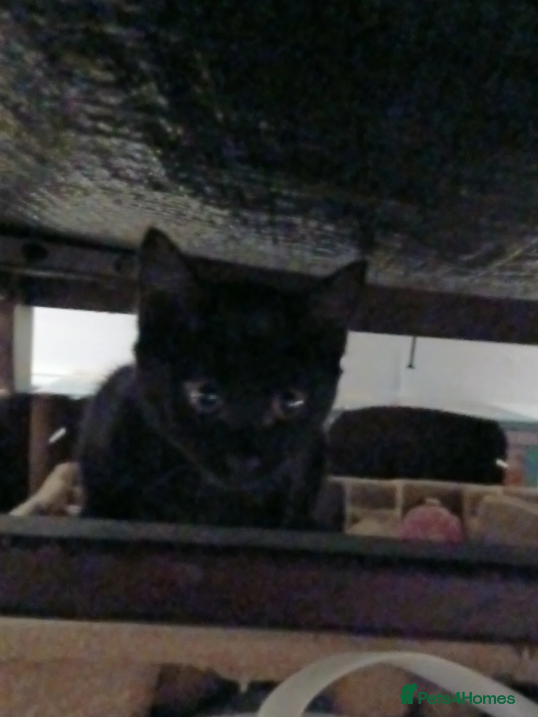 Mixed Breed cats for sale: Beautiful black girl kitten - Advert 3