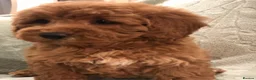 Cavapoo dogs for sale: 🐾Adventures of a curly cavapoo🐕 in Chessington - Advert 11