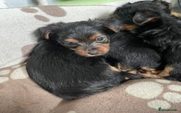 Yorkshire Terrier dogs for sale: 2 boys ready to go  - Image 3