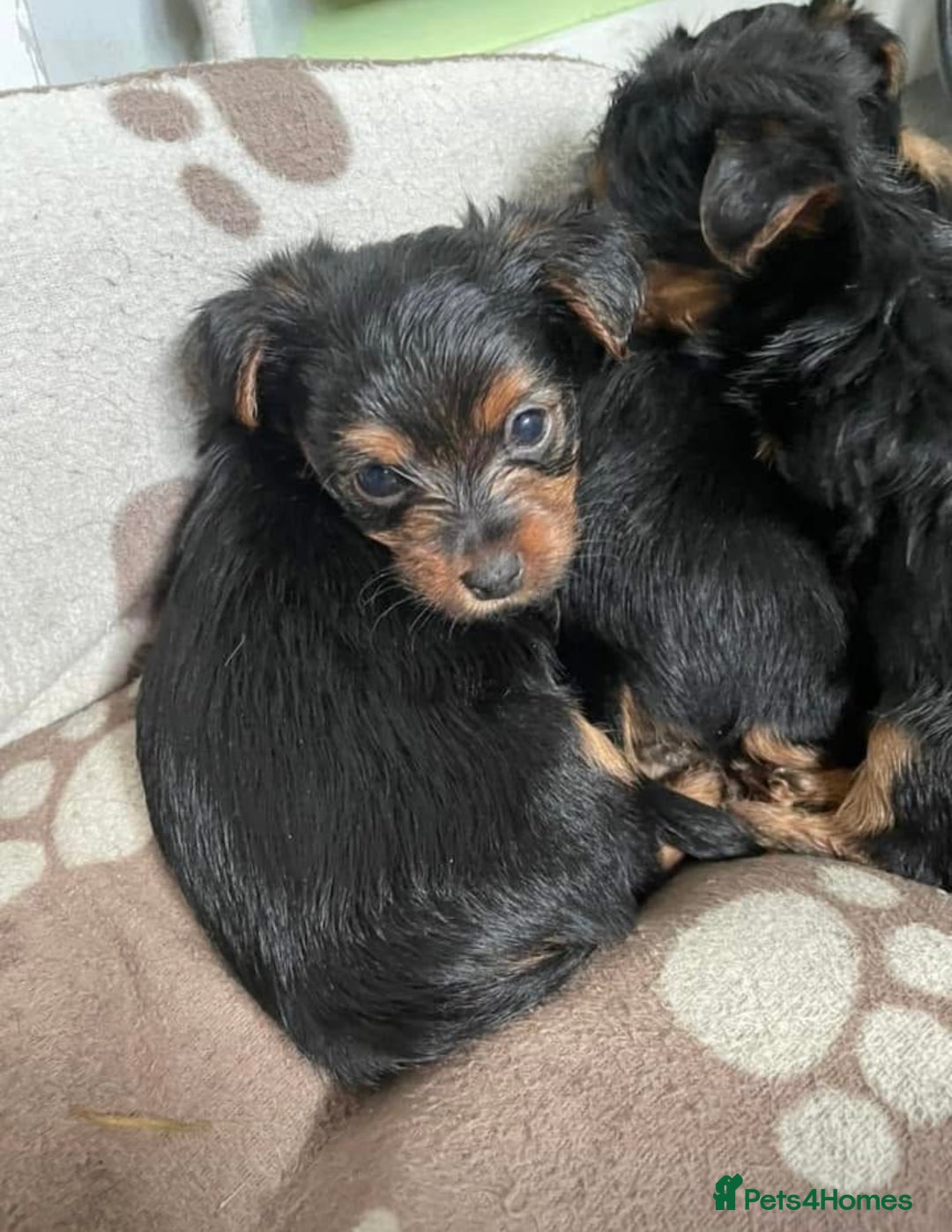 Yorkshire Terrier dogs for sale: 2 boys ready to go  - Image 3