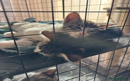 Mixed Breed cats for sale: 4 cute bundles of joy  - Image 6
