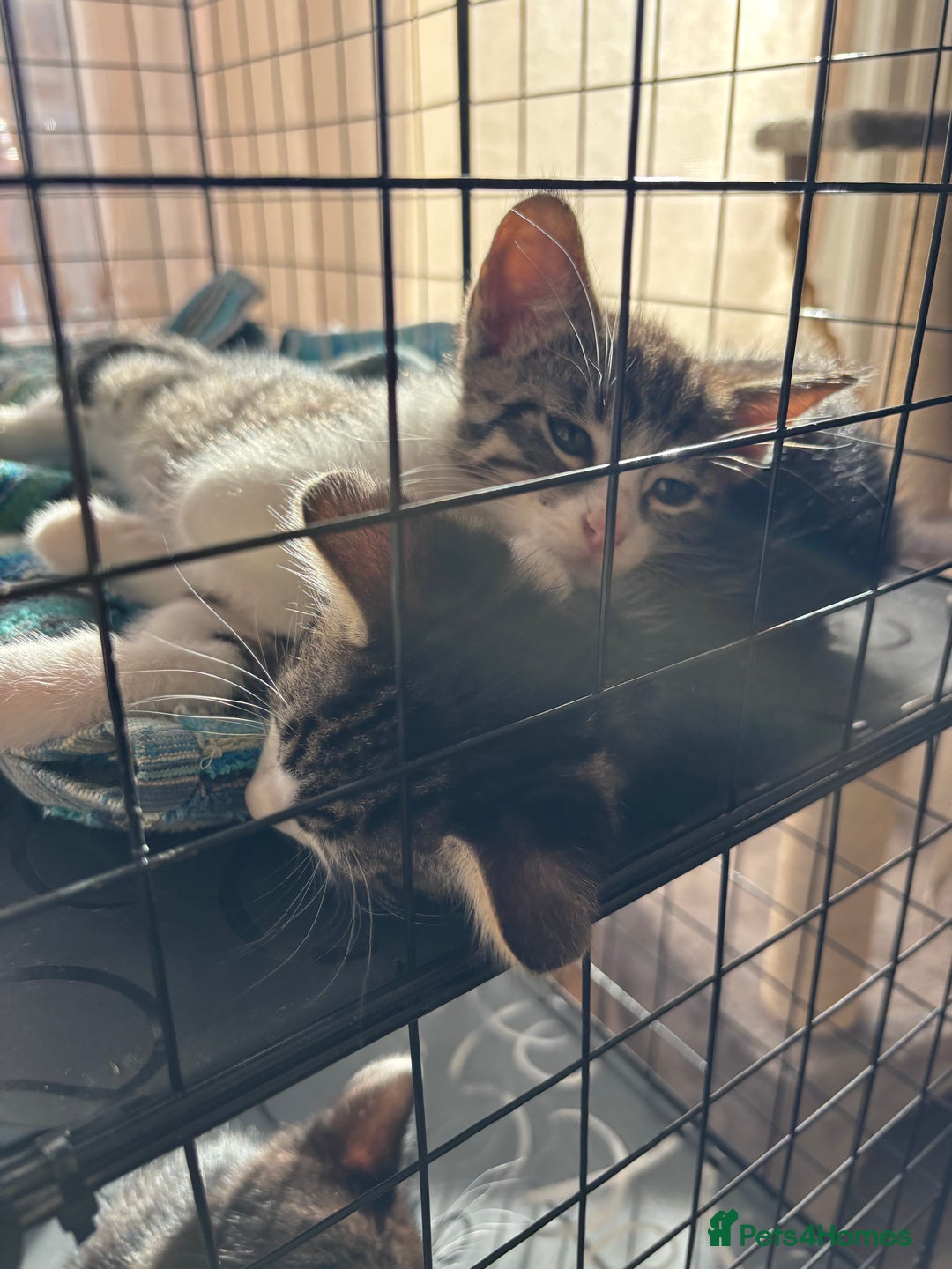 Mixed Breed cats for sale: 4 cute bundles of joy  - Image 6