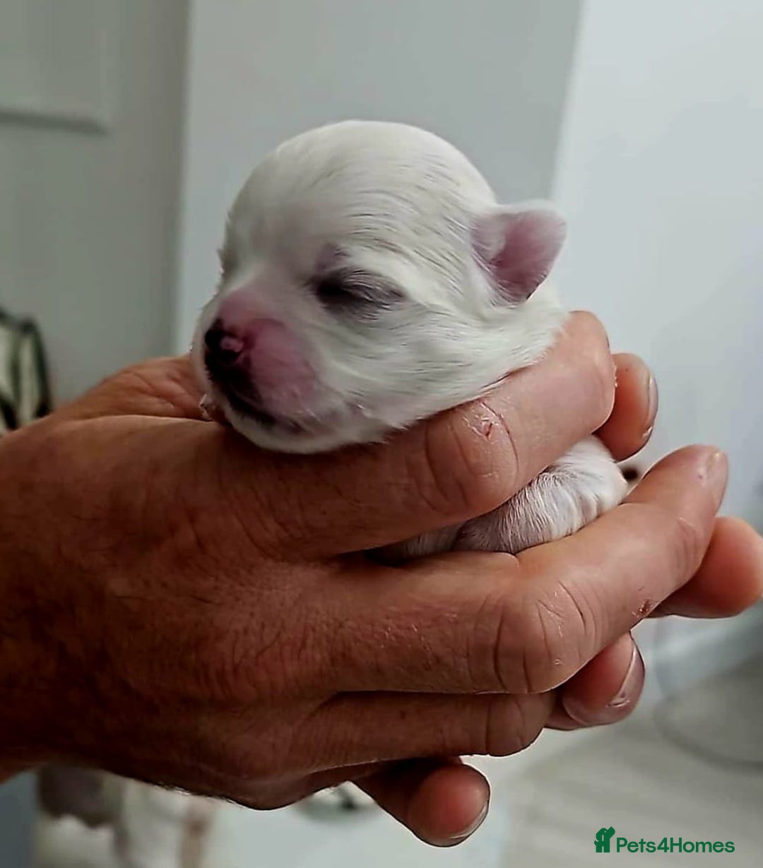 Maltese dogs for sale: Maltesse puppy  - Advert 4