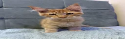 Maine Coon cats for sale: Purebred Maine Coon kittens - Advert 10