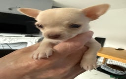 Chihuahua dogs for sale: Kc registered white chihuahua boy. - Image 9