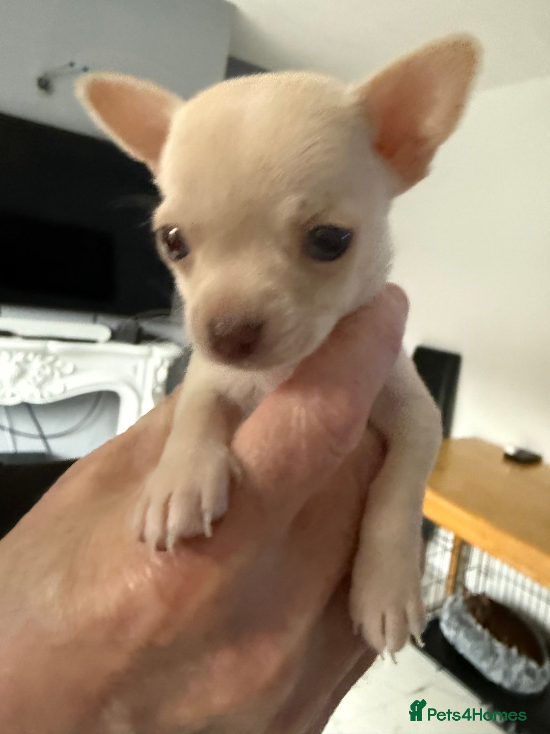Chihuahua dogs for sale: Kc registered white chihuahua boy. - Image 9