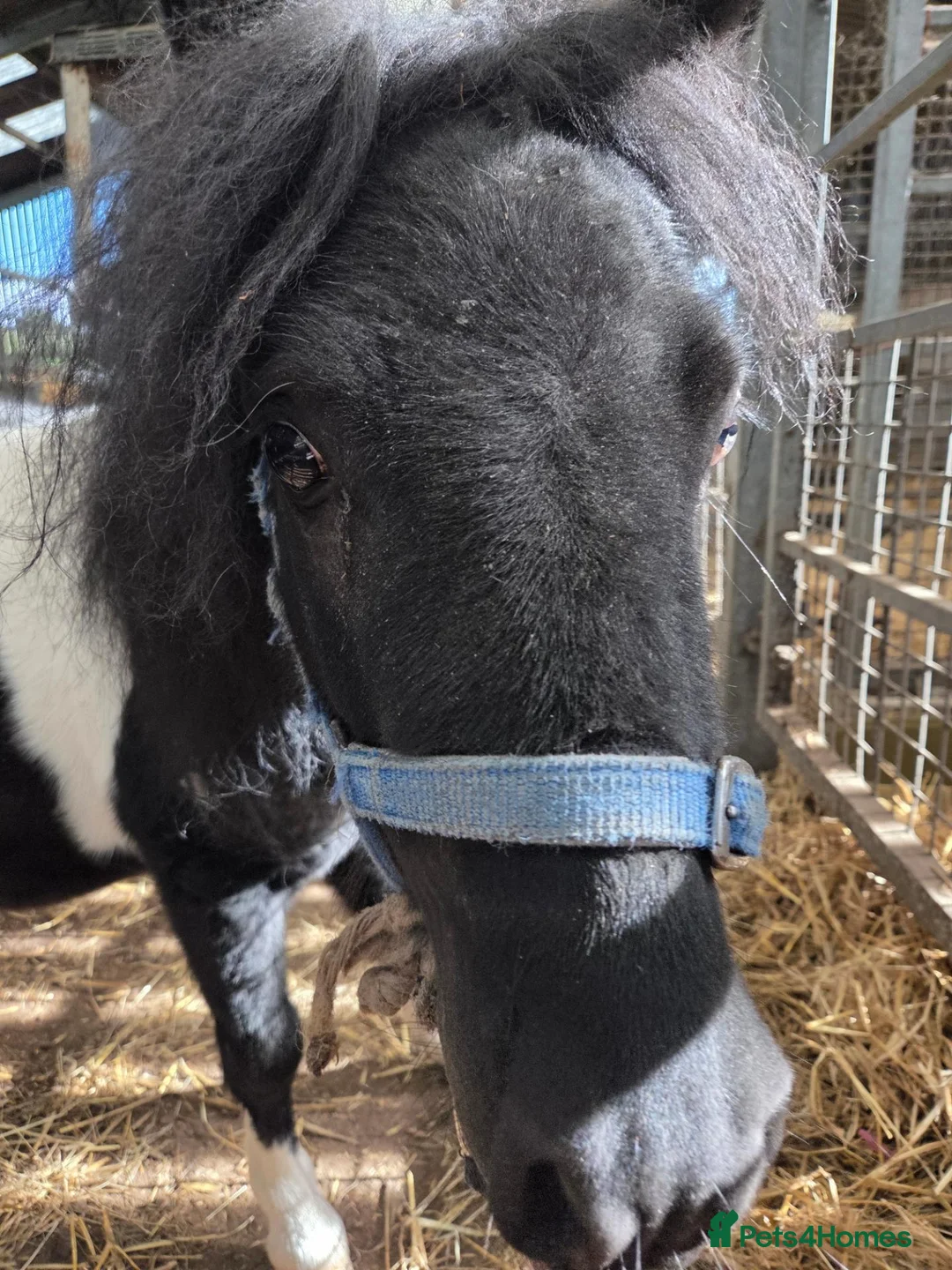 Shetland pony horses for sale: Glenroeburn Nelson - Advert 2
